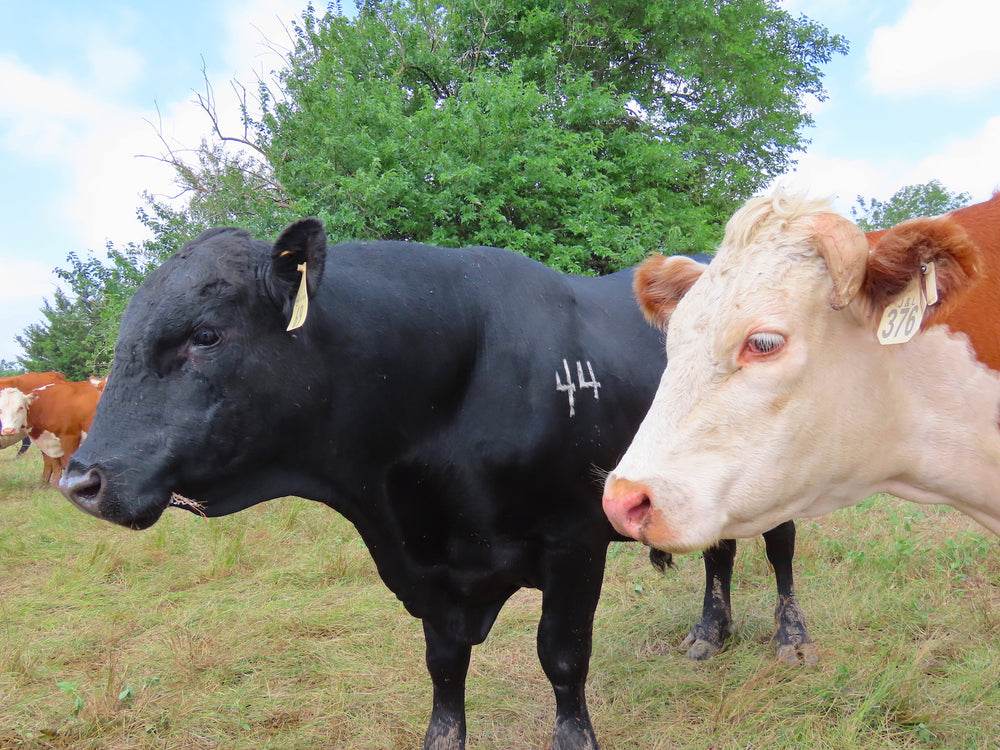 Seaton Land & Cattle Co 44 Farms Bulls for Breeding & Cattle Services