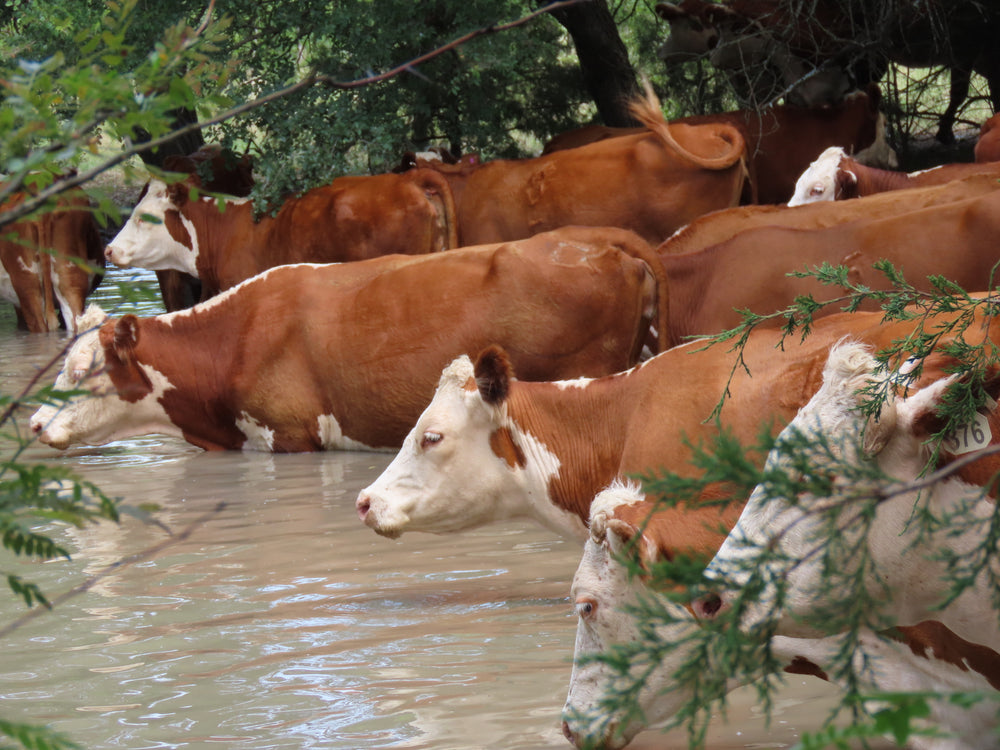 North Texas Cattle Herding & Ranch Services Dallas Ft Worth Sherman Seaton Land & Cattle Co